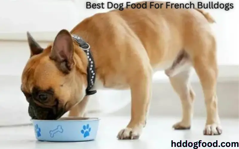Best Dog Foods for french Bulldogs