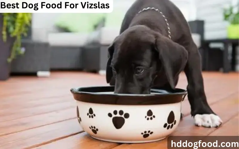 Best Dog Food For Vizslas
