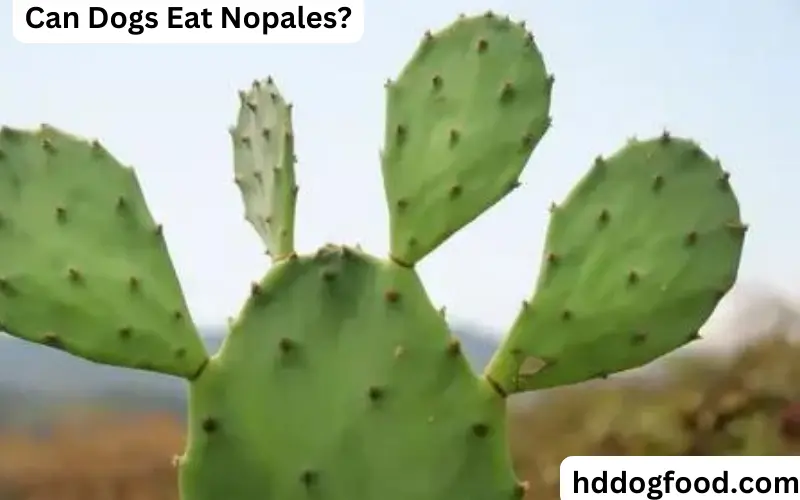 Can Dogs Eat Nopales?