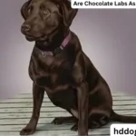 Are Chocolate Labs As Easy To Train?