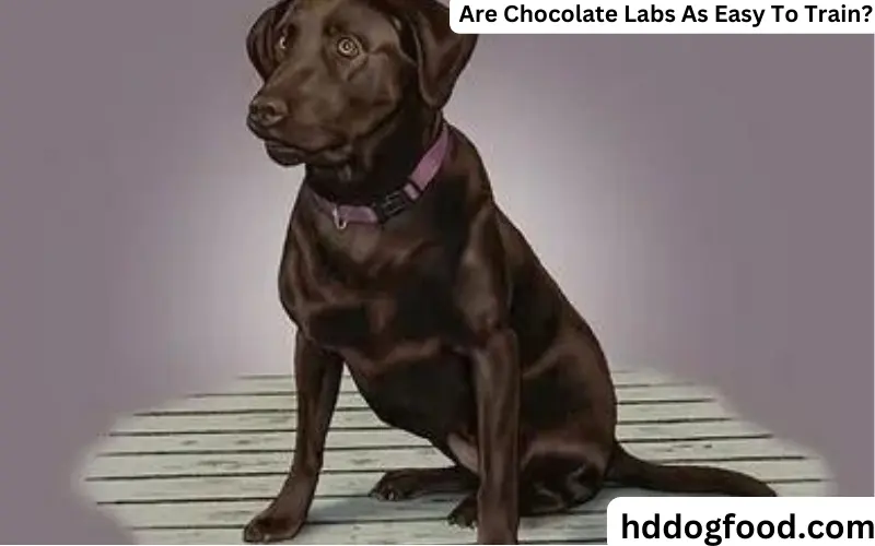 Are Chocolate Labs As Easy To Train? A Comprehension Guide