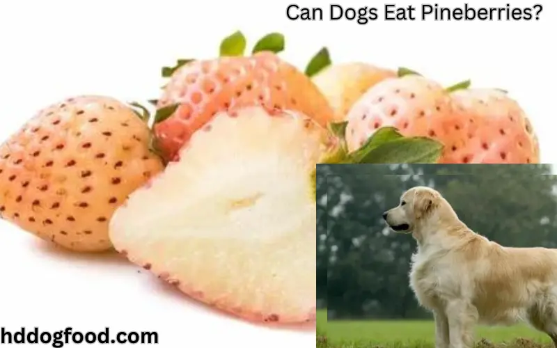 Can Dogs Eat Pineberries?