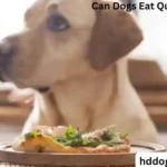 Can Dogs Eat Quesadillas?