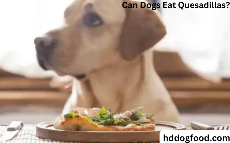 Can Dogs Eat Quesadillas? Some Healthy Benefits and Risks
