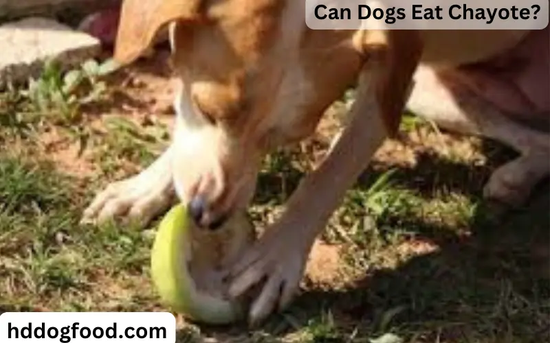 Can Dogs Eat Chayote?