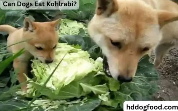 Can Dogs Eat Kohlrabi? Is Kohlrabi Safe For Dog To Eat?