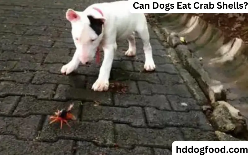 Can Dogs Eat Crab Shells?
